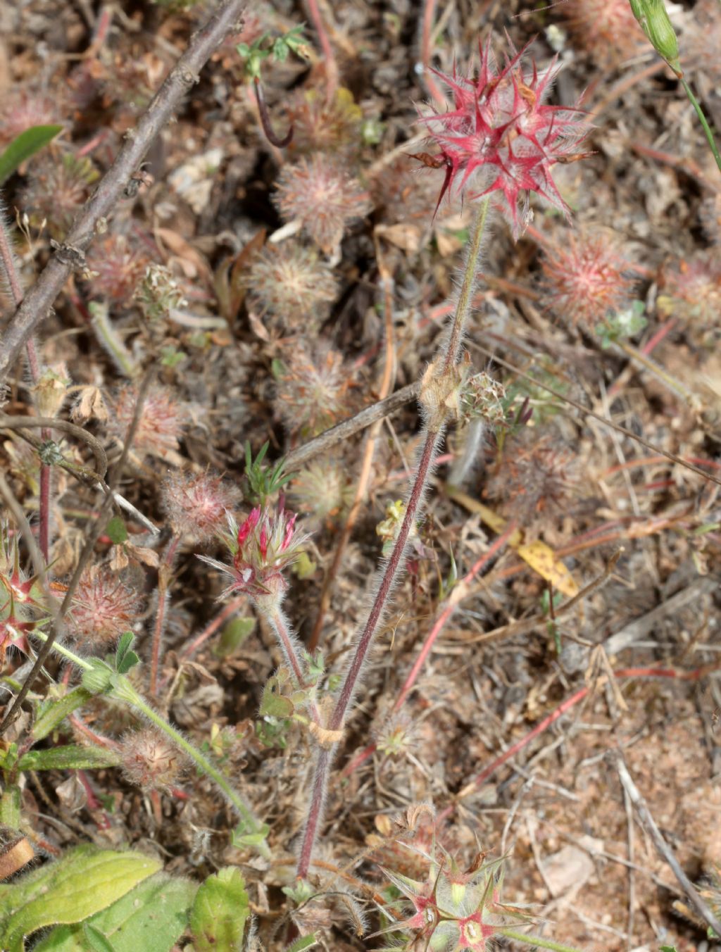 Trifolium stellatum ? S